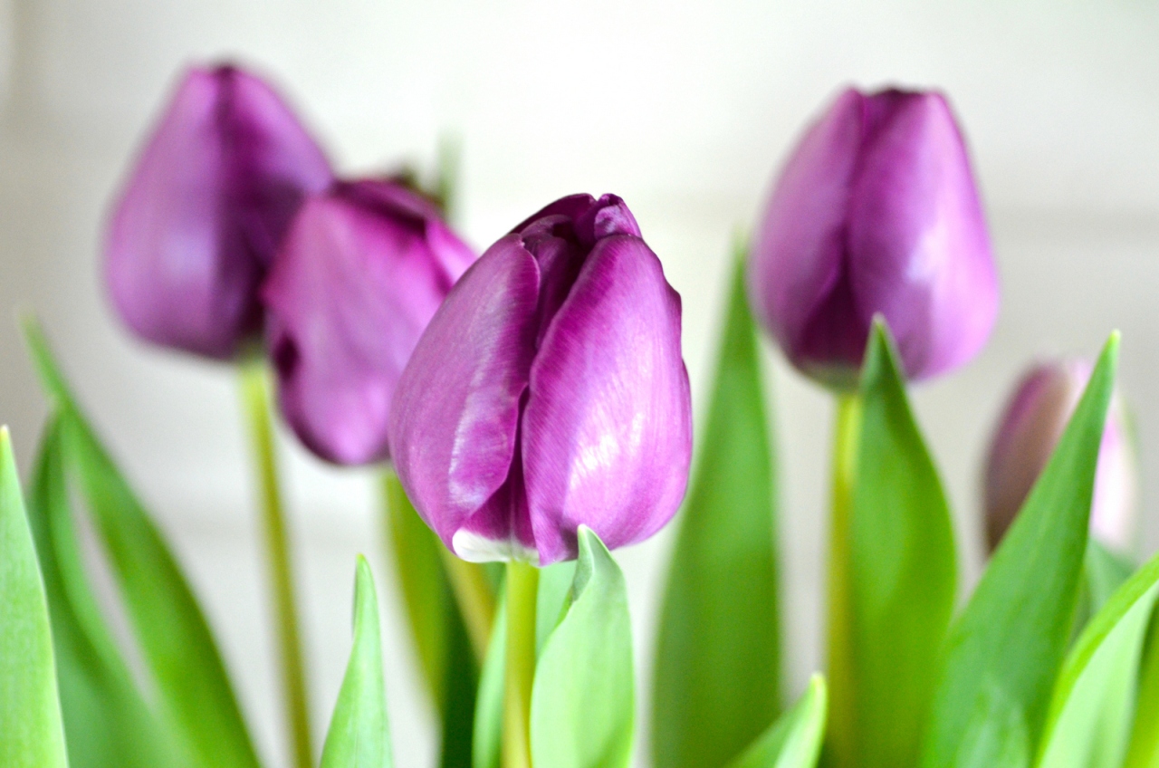 bouquet tulipe violette